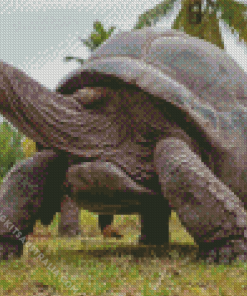 Seychelles Giant Tortoise Diamond Painting