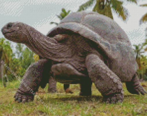 Seychelles Giant Tortoise Diamond Painting