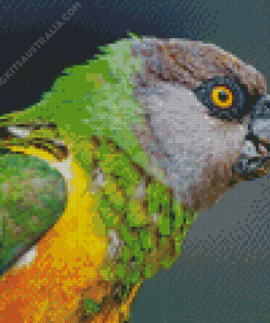 The Senegal Parrot Bird Diamond Painting