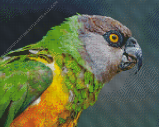 The Senegal Parrot Bird Diamond Painting