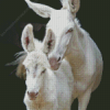 White Donkeys Diamond Painting