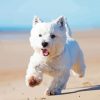 White Scottish Highland Terrier Diamond Painting