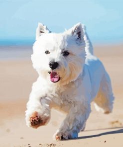 White Scottish Highland Terrier Diamond Painting