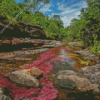 Cano Cristales River View Diamond Painting