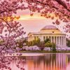 Cherry Blossoms Washington Dc Diamond Painting