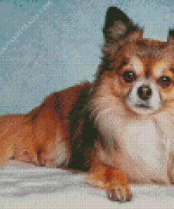 Cute Brown Chihuahua Diamond Painting