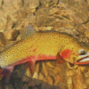 Cutthroat Trout Diamond Painting