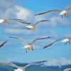 Flying Seagull Birds Diamond Painting
