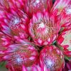 Pink Proteas Plants Diamond Painting