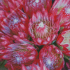 Pink Proteas Plants Diamond Painting