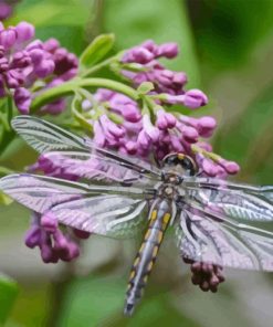 Purple Dragonfly Diamond Painting