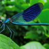 Black And Blue Dragonfly Diamond Painting