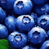 Blueberries Fruit Diamond Painting