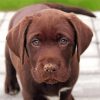 Brown Labrador Diamond Painting