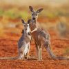 Mom And Baby Kangaroo Diamond Painting