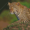 Maasai Mara Leopard Diamond Painting