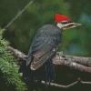 Pileated Woodpecker Diamond Painting