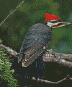 Pileated Woodpecker Diamond Painting
