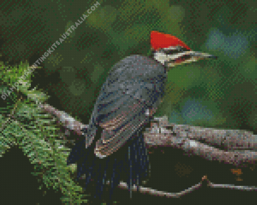 Pileated Woodpecker Diamond Painting