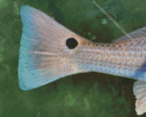 Redfish Tail Underwater Diamond Painting