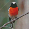 Scarlet Robin Bird Diamond Painting