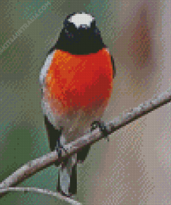 Scarlet Robin Bird Diamond Painting