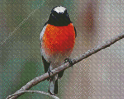 Scarlet Robin Bird Diamond Painting