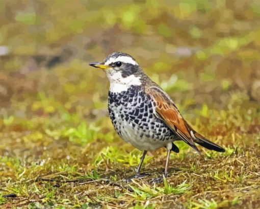 Thrush Bird Diamond Painting