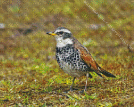 Thrush Bird Diamond Painting