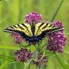 Tiger Swallowtail Diamond Painting