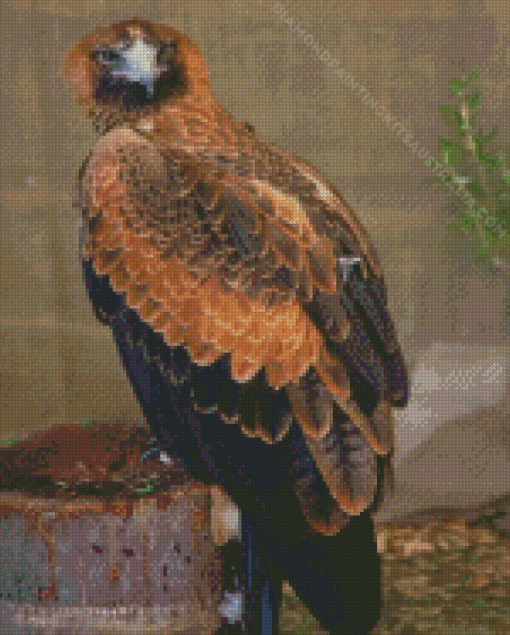 Wedge Tailed Eagle Diamond Painting