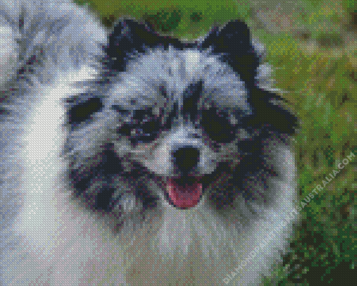 White Grey Pomeranian Diamond Painting