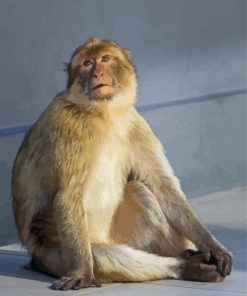 Barbary Gibralter Ape Diamond Painting