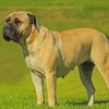 Bullmastiff Diamond Painting