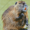 Cute Nutria Animal Diamond Painting