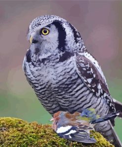 Hawk Owl Diamond Painting