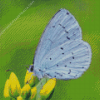 Holly Blue On Flowers Diamond Painting