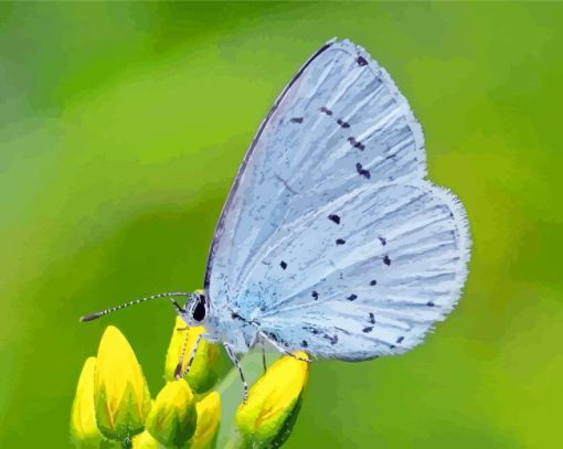 Holly Blue On Flowers Diamond Painting