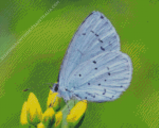 Holly Blue On Flowers Diamond Painting