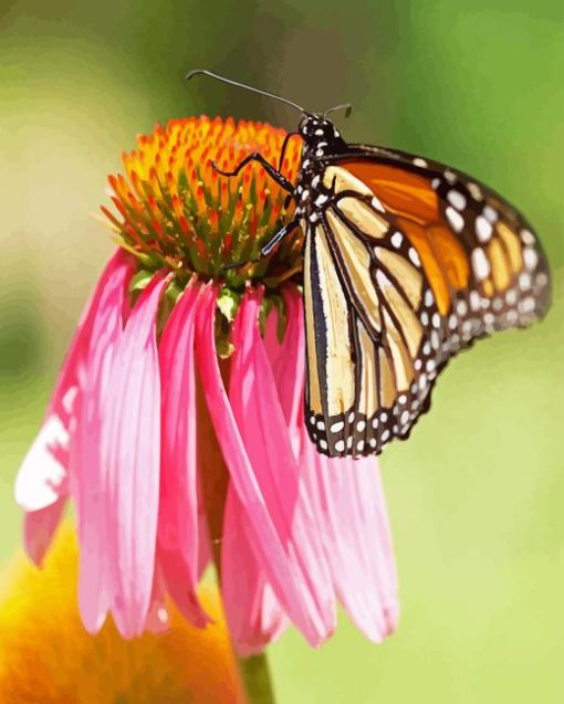 Monarch On Pink Flower Diamond Painting