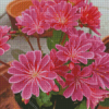 Pink Lewisia Flowers Diamond Painting