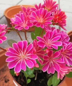 Pink Lewisia Flowers Diamond Painting