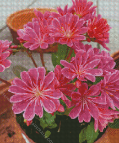 Pink Lewisia Flowers Diamond Painting