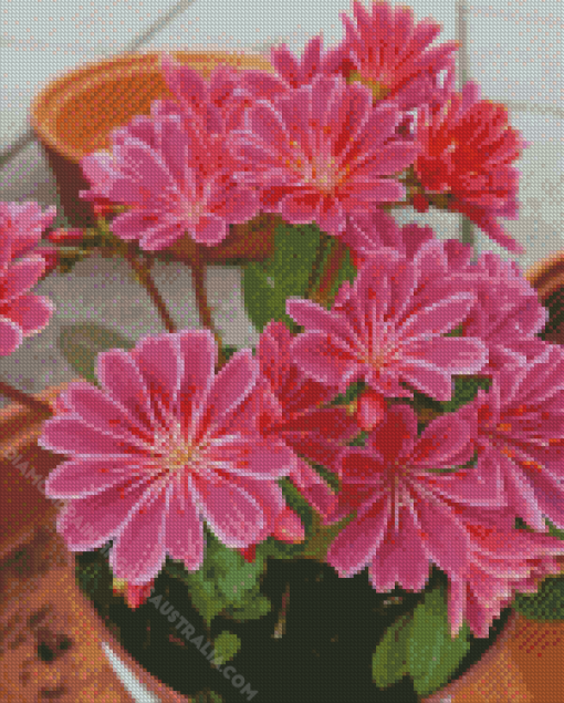 Pink Lewisia Flowers Diamond Painting