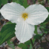 Spring Giant Trillium Diamond Painting