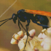 Tarantula Hawk Diamond Painting