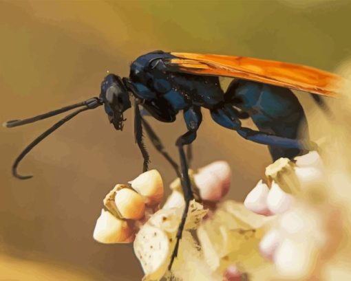 Tarantula Hawk Diamond Painting