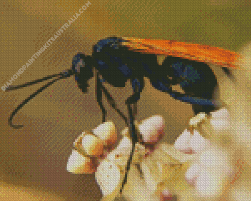 Tarantula Hawk Diamond Painting