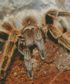 Tarantula Insect Diamond Painting