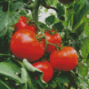 Tomato Plant With Leaf Diamond Painting